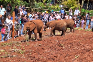 Passeio ao orfanato de elefantes do David Sheldrick Wildlife Trust
