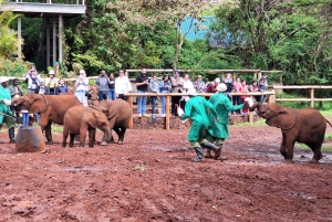 Passeio ao orfanato de elefantes do David Sheldrick Wildlife Trust