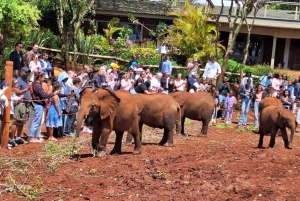 Passeio ao orfanato de elefantes do David Sheldrick Wildlife Trust