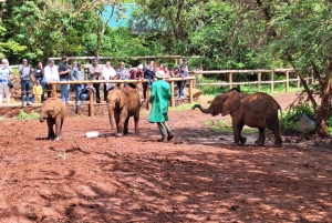 Passeio ao orfanato de elefantes do David Sheldrick Wildlife Trust