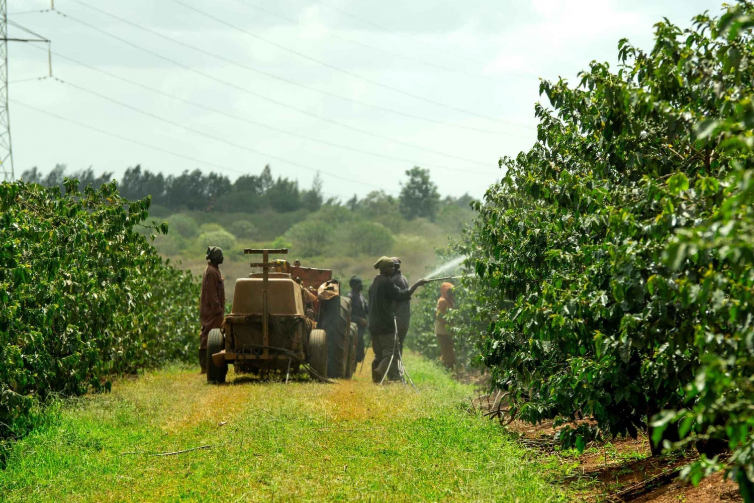 Excursion d'une journée à la plantation de café Fairview depuis Nairobi