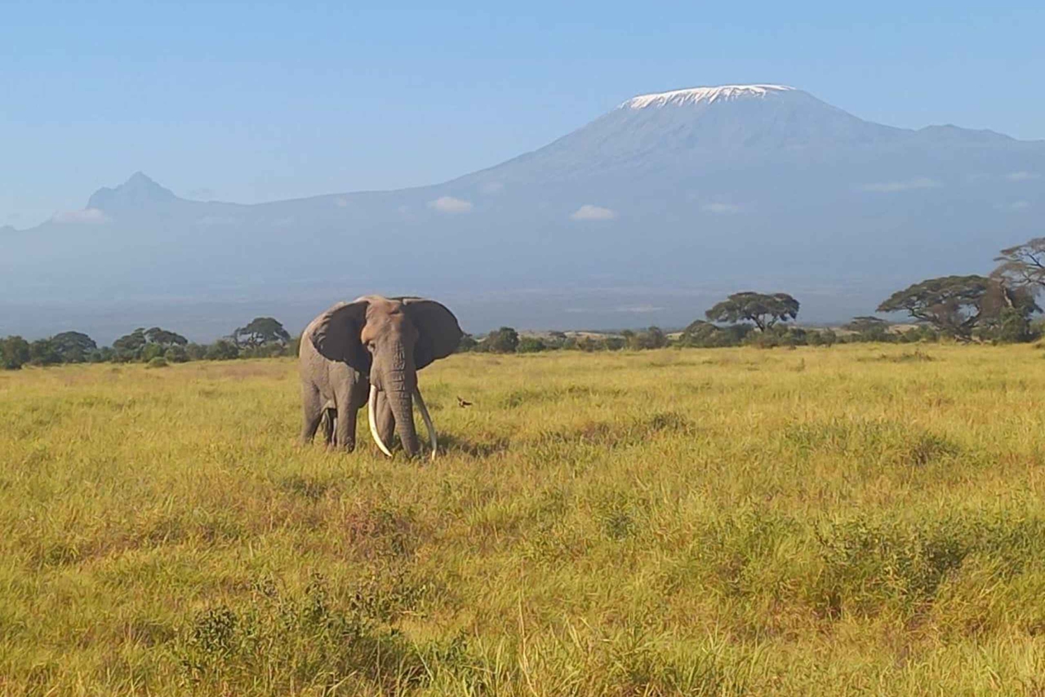 Gita di 1 giorno al Parco nazionale di Amboseli da Nairobi, safari economico.
