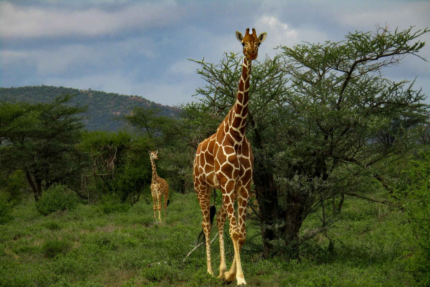 Escursione di un giorno: Escursione sul Monte Longonot e giro in barca sul Lago Naivasha