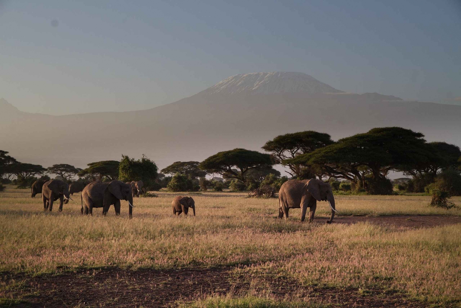 Excursión de un día al Parque Nacional de Amboseli desde Nairobi