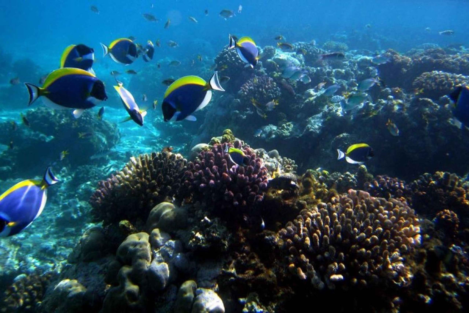Passeio de dia inteiro na Ilha Wasini com mergulho e almoço