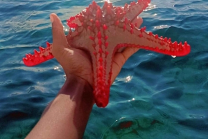 Diani Beach: Glasbottenbåt, snorkling och Sun Bank Tour