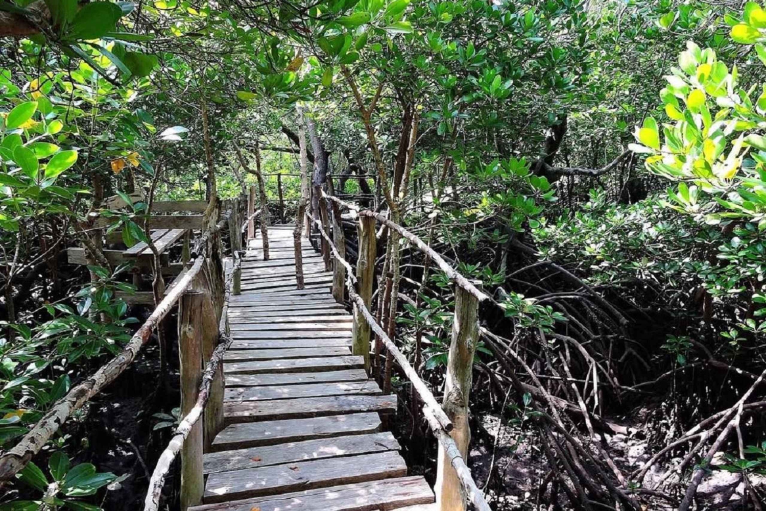 Diani : excursion à la forêt sacrée de Kaya Kinondo et à Gazi Bay