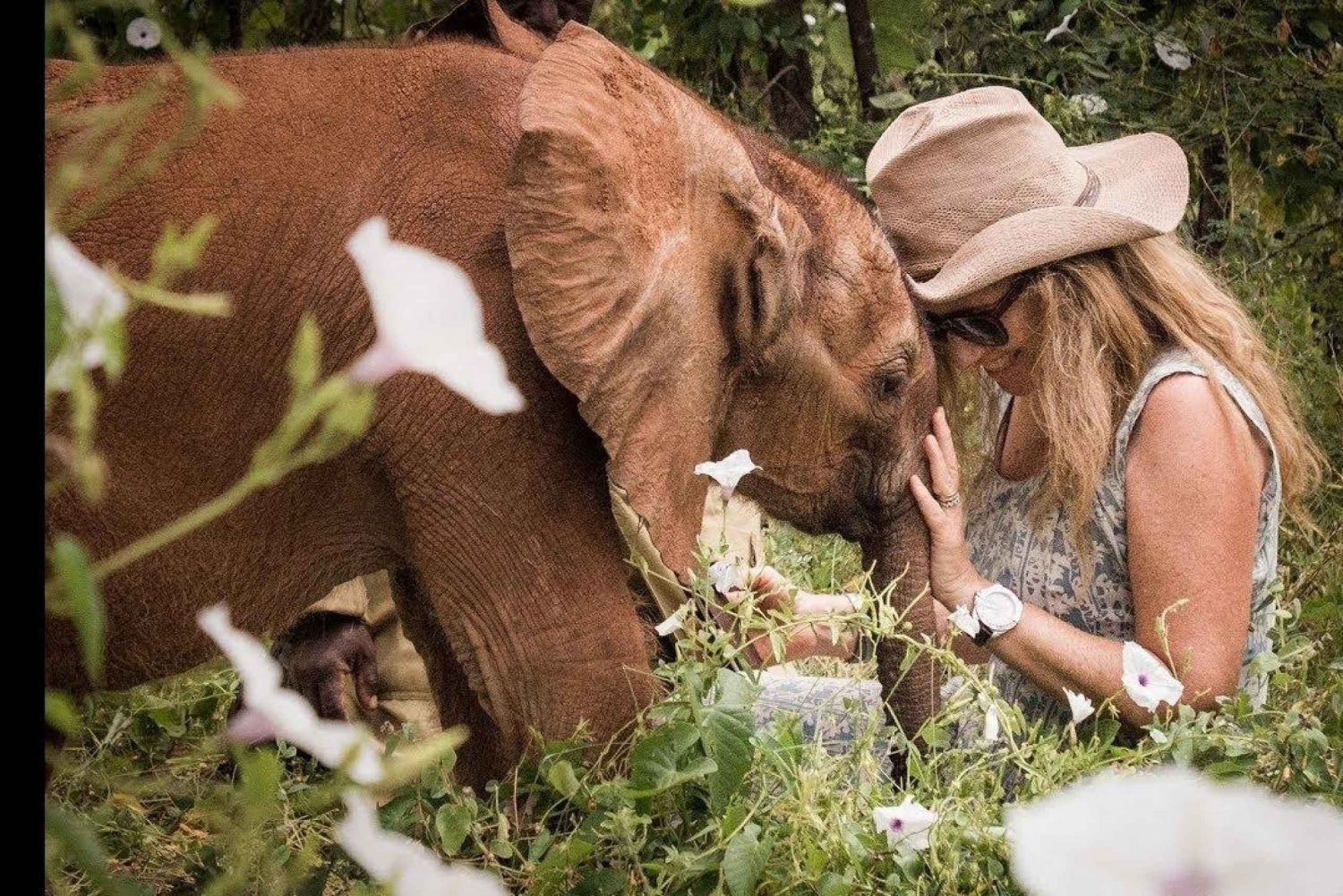 日帰りツアー：アンボセリ国立公園＆マサイ村 – ナイロビ