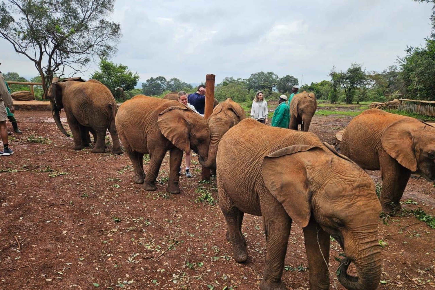 Elephant Orphanage, Giraffee Center, Karen Blixxen Meseum