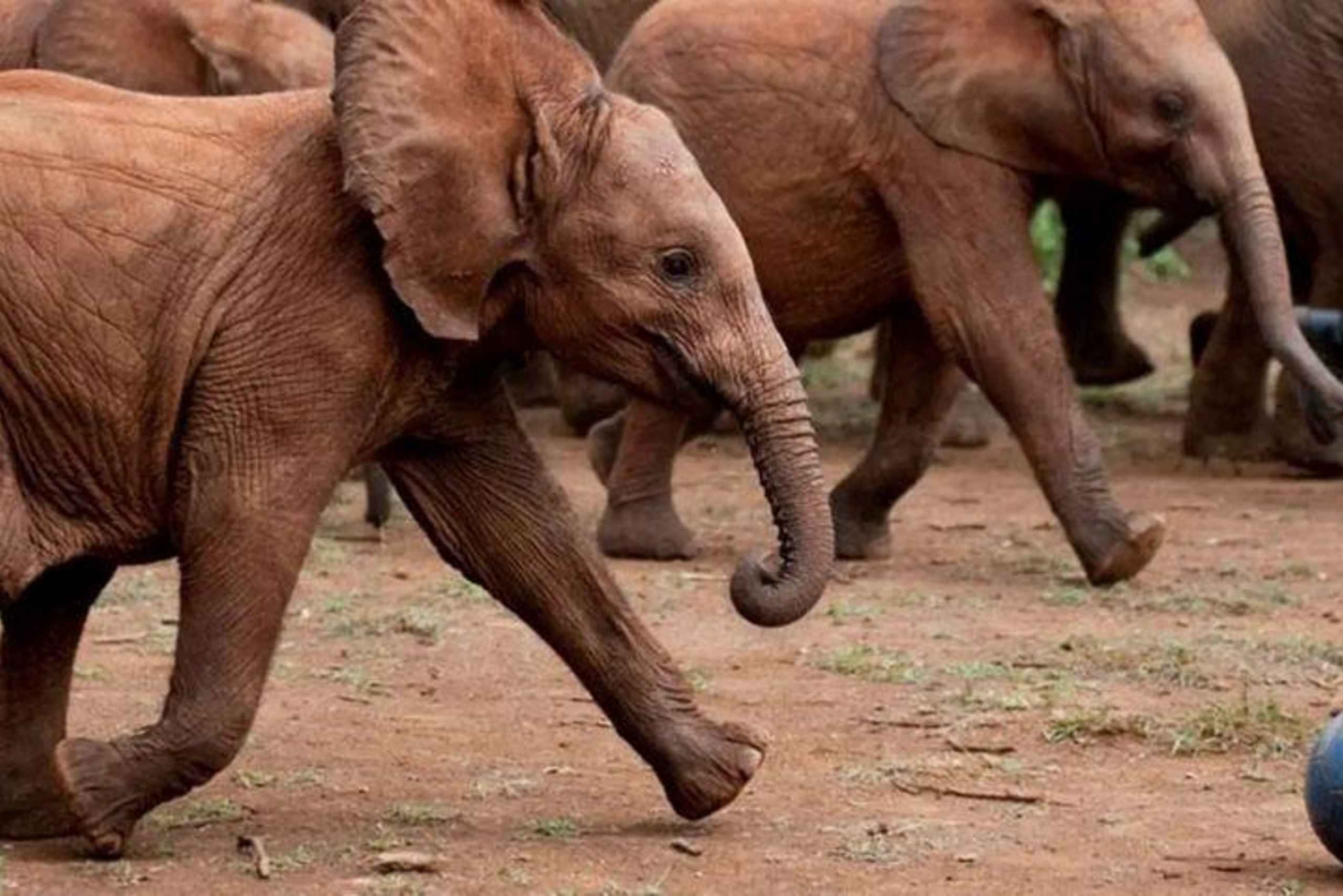 Sierociniec słoni, centrum żyraf i zwiedzanie muzeum Blixen