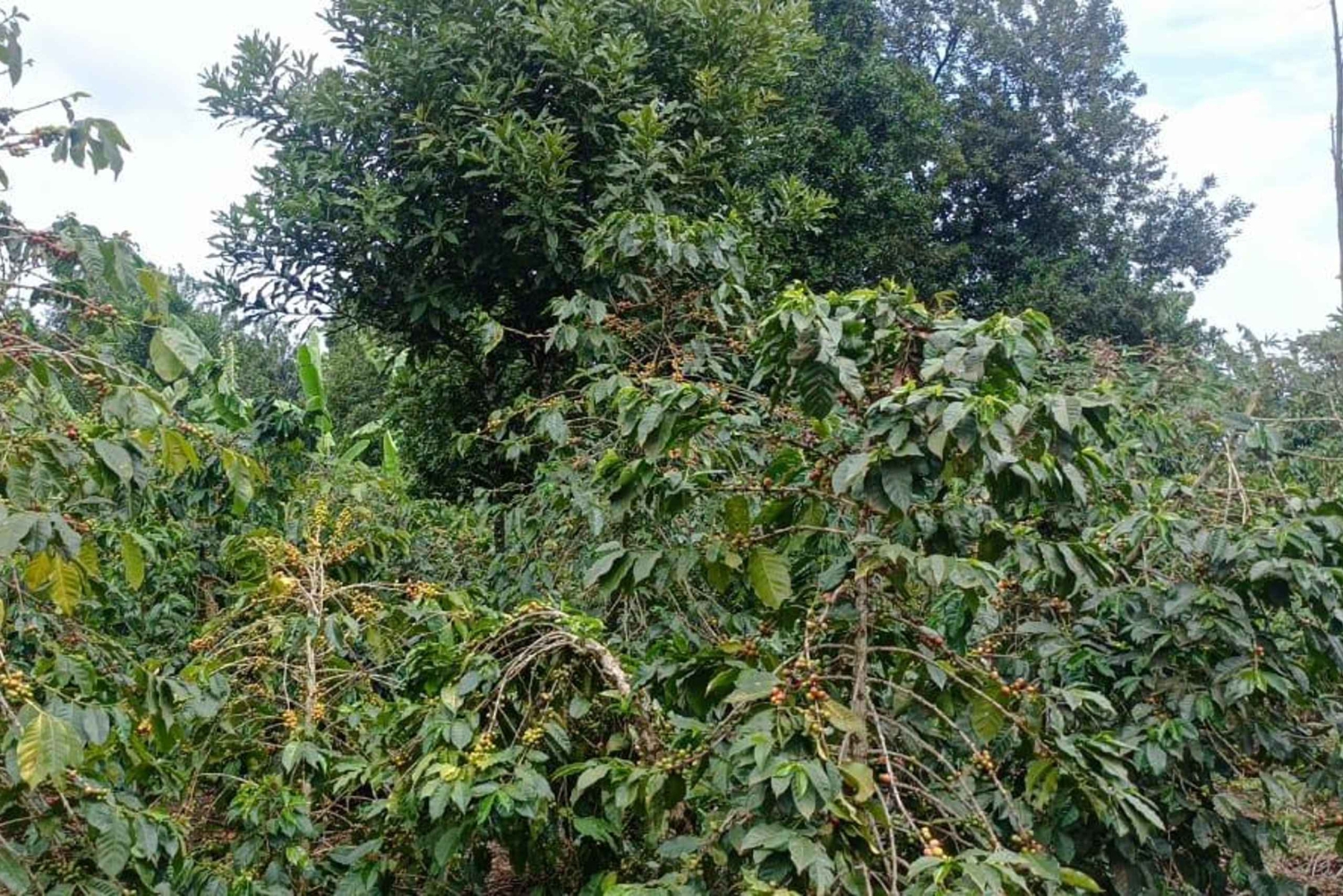 Embu : visite exclusive d'une plantation de café et de thé