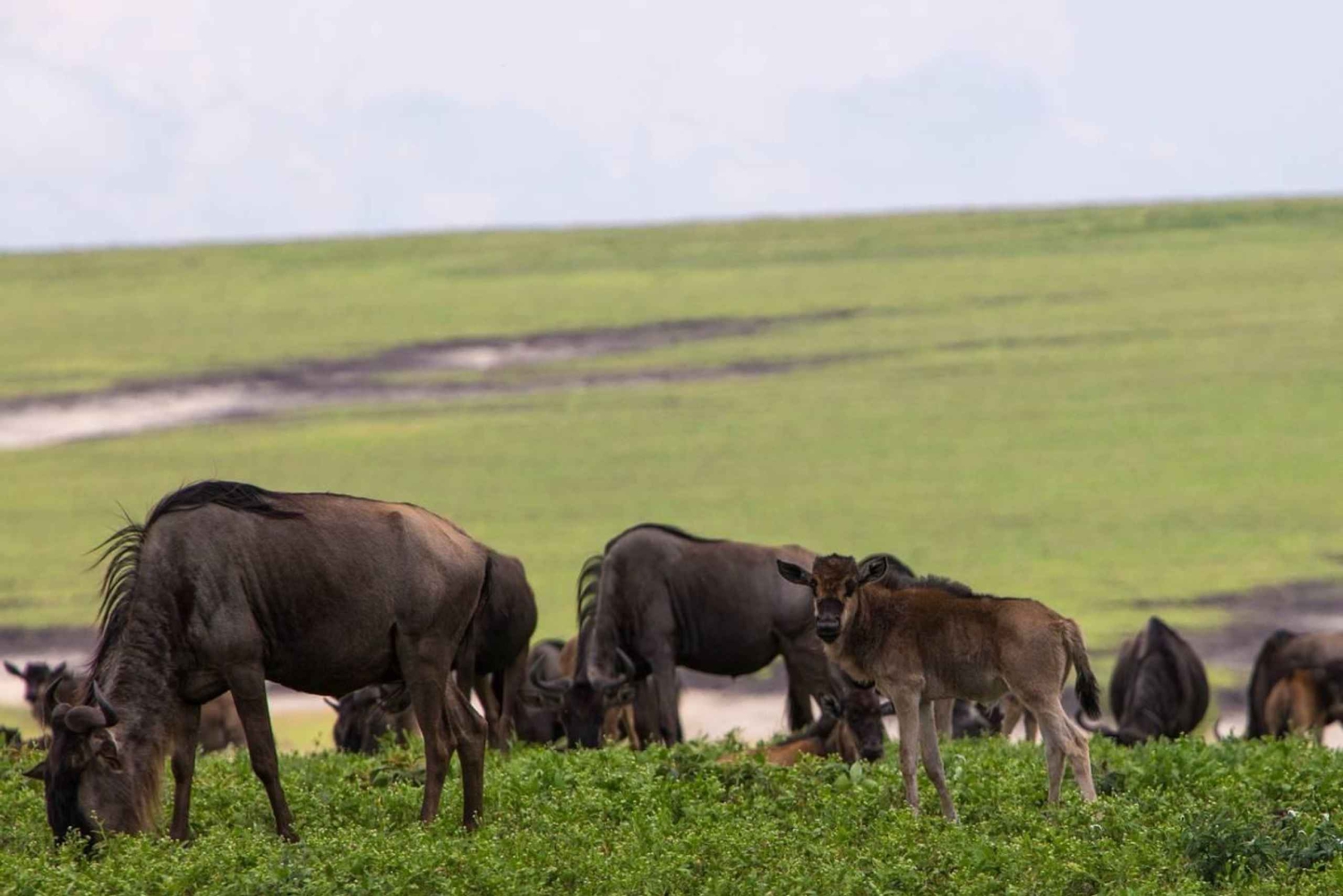 Entebbe: 9 días de senderismo con gorilas en Uganda y safari en Tanzania