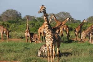 Vierdaagse safari naar Amboseli en Tsavo
