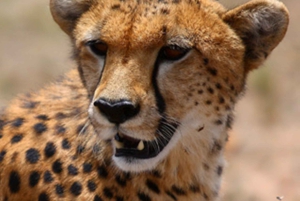 Vierdaagse safari naar Amboseli en Tsavo