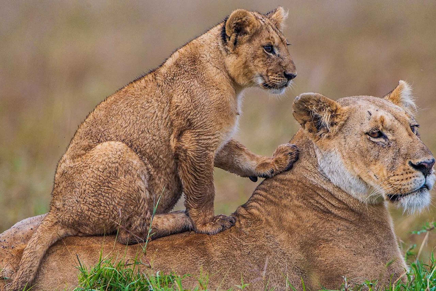 ディアニ・ビーチから：ツァボ・イースト、ウェスト、アンボセリ4日間サファリ