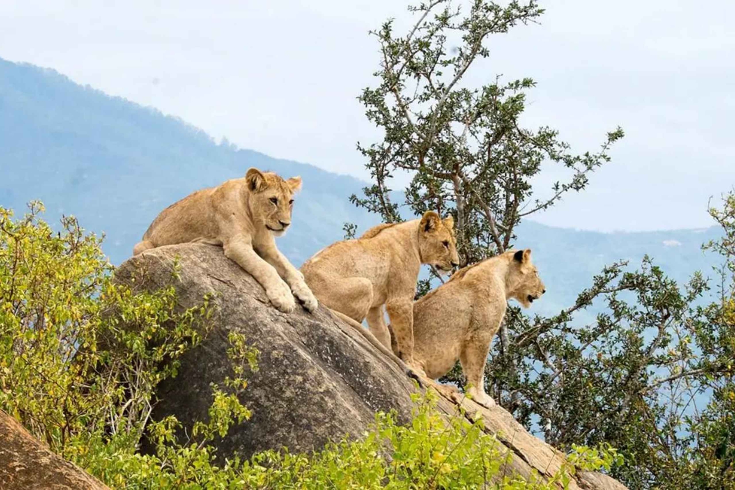 Von Diani/Mombasa: 3 Tage Tsavo East und Saltlick Lodge