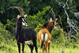 Von Mombasa: Shimba Hills 2-Tages-Safari mit Guide