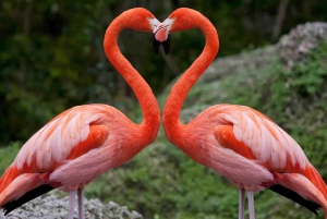 Da Nairobi: Safari privato di 2 giorni sul lago Nakuru e Naivasha