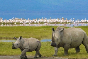 Da Nairobi: Safari privato di 2 giorni sul lago Nakuru e Naivasha