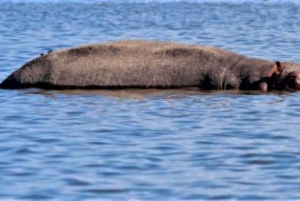 Da Nairobi: Safari privato di 2 giorni sul lago Nakuru e Naivasha