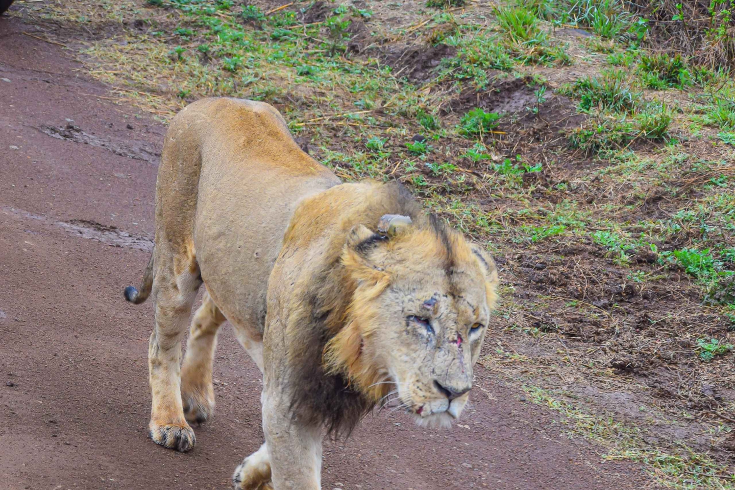 Fra Nairobi: 3 dage, 2 nætter Maasai Mara gruppesafari i firehjulstrækker