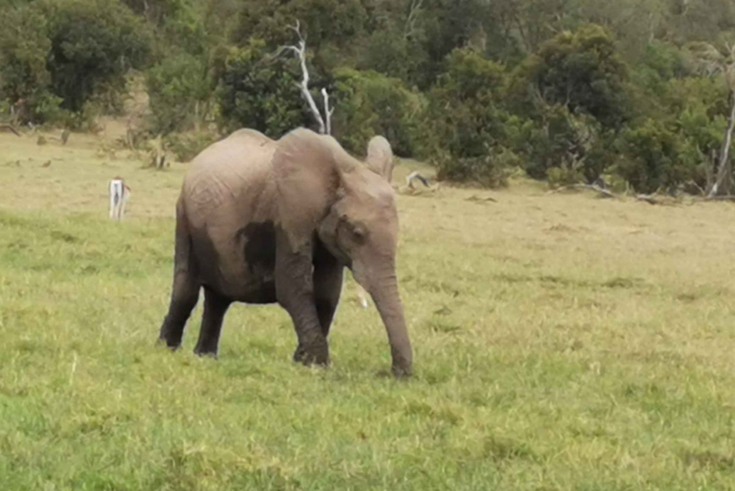 From Nairobi: 3 Days Amboseli Tour