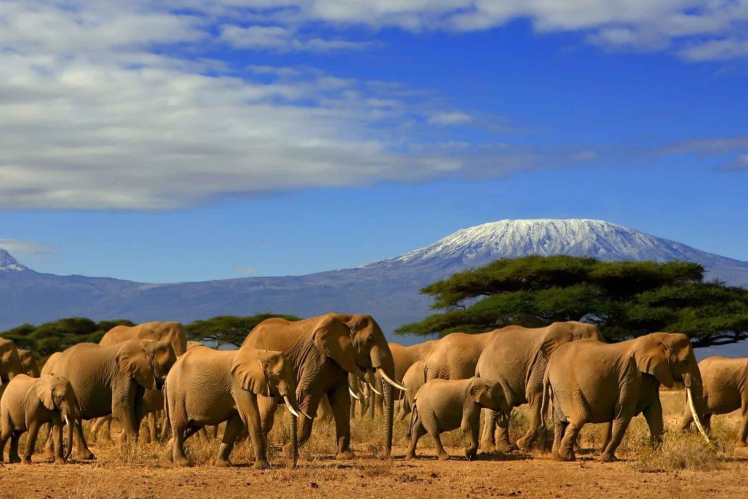 Da Nairobi o Mombasa: Tour di 3 giorni del Parco Nazionale Amboseli
