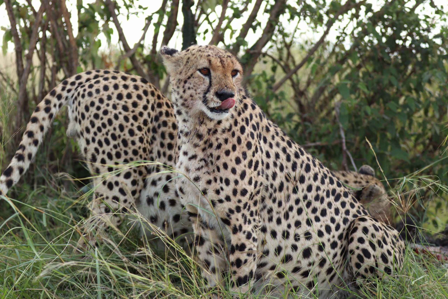 Nairobista Masai Maraan: 3 päivää 2 yötä Masai Marassa