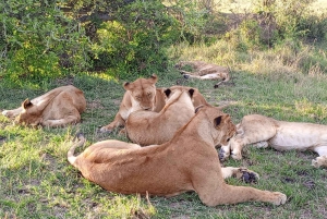 Nairobista Masai Maraan: 3 päivää 2 yötä Masai Marassa