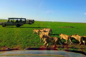 Nairobista Masai Maraan: 3 päivää 2 yötä Masai Marassa