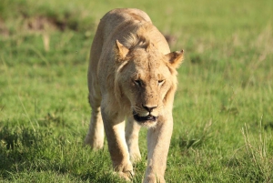 Nairobista Masai Maraan: 3 päivää 2 yötä Masai Marassa
