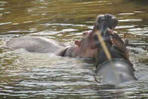 Nairobista Masai Maraan: 3 päivää 2 yötä Masai Marassa