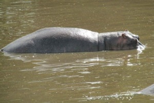 Nairobista Masai Maraan: 3 päivää 2 yötä Masai Marassa