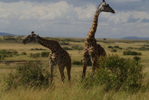 Nairobista Masai Maraan: 3 päivää 2 yötä Masai Marassa