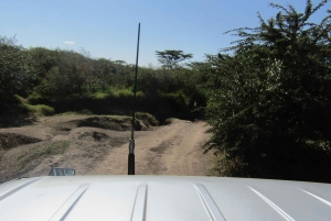 Nairobista Masai Maraan: 3 päivää 2 yötä Masai Marassa