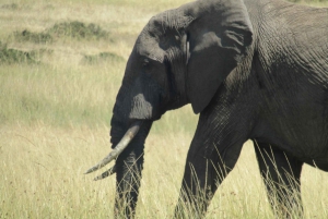 Nairobista Masai Maraan: 3 päivää 2 yötä Masai Marassa