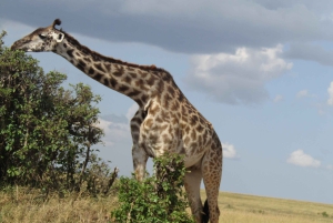 Nairobista Masai Maraan: 3 päivää 2 yötä Masai Marassa