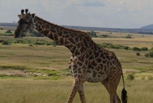 Nairobista Masai Maraan: 3 päivää 2 yötä Masai Marassa