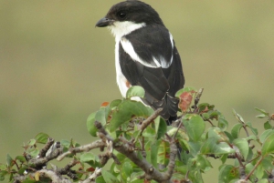 Nairobista Masai Maraan: 3 päivää 2 yötä Masai Marassa
