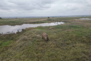 Nairobista Masai Maraan: 3 päivää 2 yötä Masai Marassa