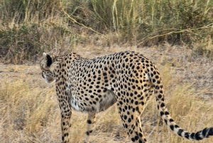 Nairobista Masai Maraan: 3 päivää 2 yötä Masai Marassa