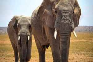 Nairobista Masai Maraan: 3 päivää 2 yötä Masai Marassa