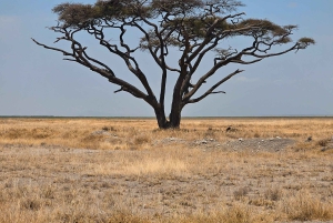 Nairobista Masai Maraan: 3 päivää 2 yötä Masai Marassa