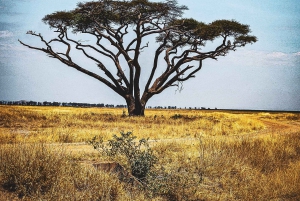 Nairobista Masai Maraan: 3 päivää 2 yötä Masai Marassa