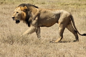 Nairobista Masai Maraan: 3 päivää 2 yötä Masai Marassa