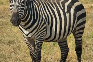 Nairobista Masai Maraan: 3 päivää 2 yötä Masai Marassa
