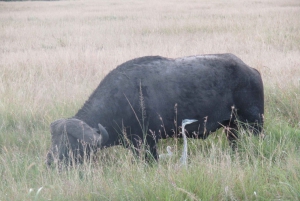 Nairobista Masai Maraan: 3 päivää 2 yötä Masai Marassa