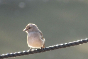 Nairobista Masai Maraan: 3 päivää 2 yötä Masai Marassa