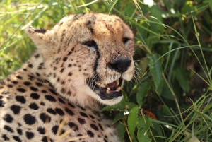 Nairobista Masai Maraan: 3 päivää 2 yötä Masai Marassa