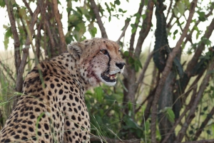 Nairobista Masai Maraan: 3 päivää 2 yötä Masai Marassa